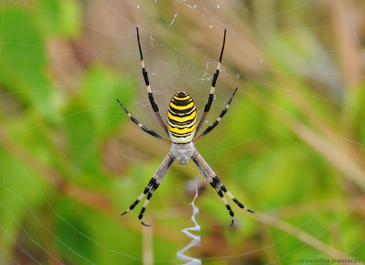 Argiope bruennichi  - Corso